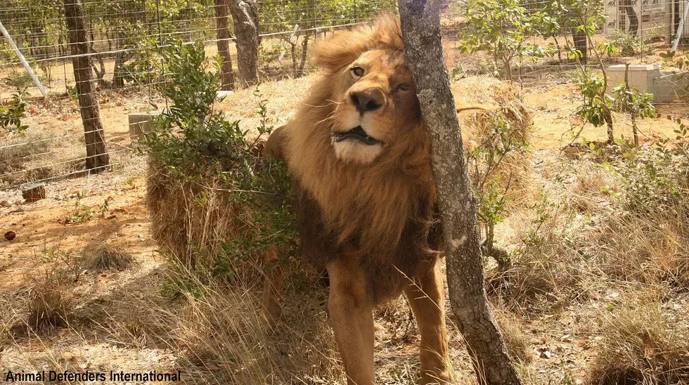 33 lions de cirque retrouvent enfin la liberté et retournent en Afrique.