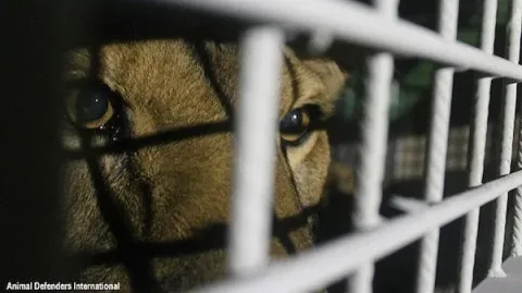 Photo credit: Animal Defenders International