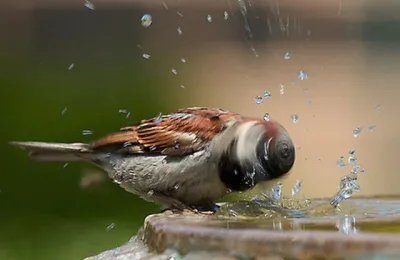 46 Photos d’animaux prises au parfait moment