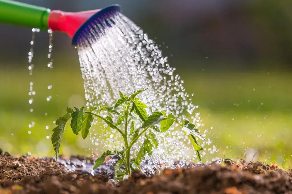 Optimiser l'arrosage pour garantir la vitalité de vos plantes face à la chaleur