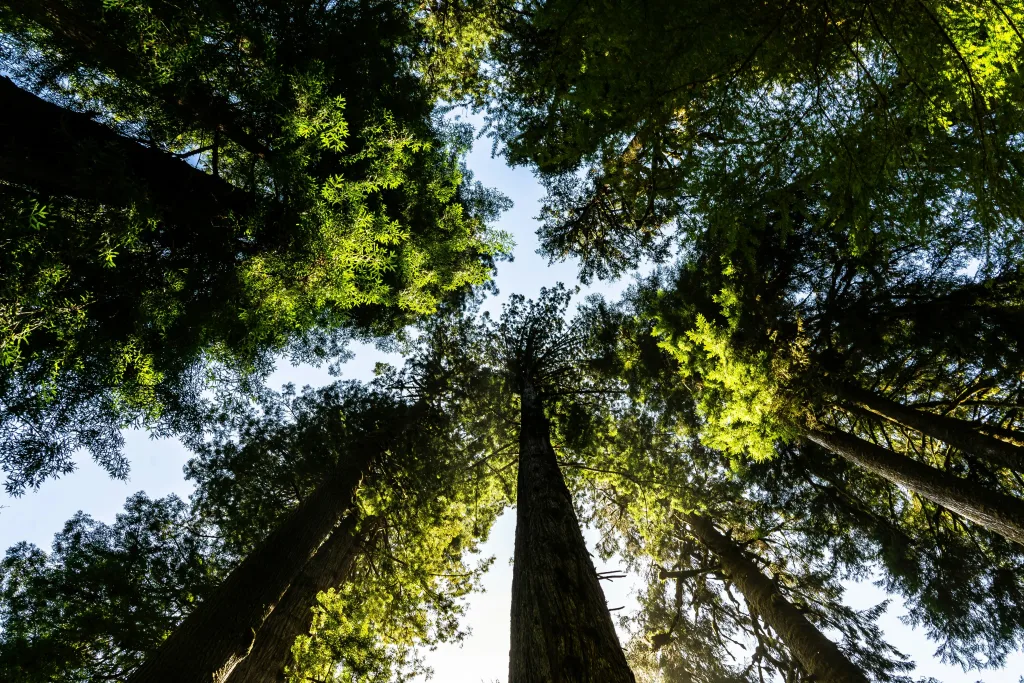 Favoriser la biodiversité pour un écosystème équilibré et résilient