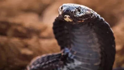 40 des serpents les plus mortels découverts à ce jour.