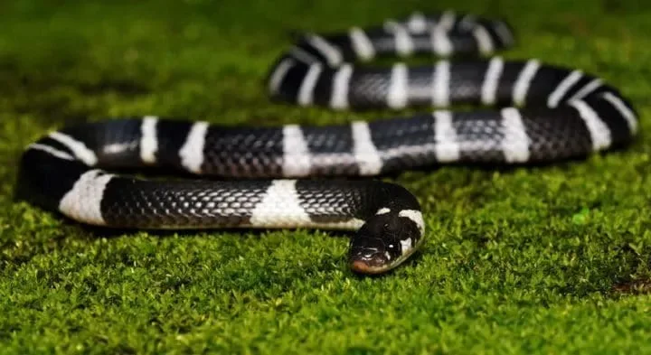 40 des serpents les plus 17