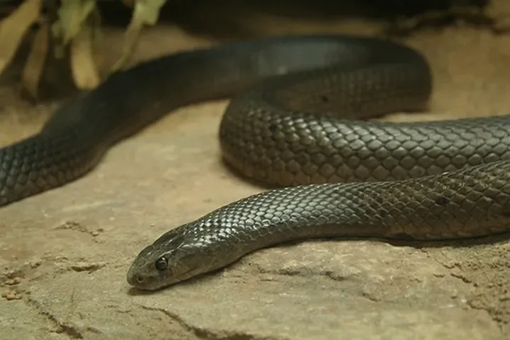 40 des serpents les plus 31