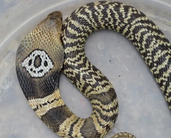 40 des serpents les plus 40
