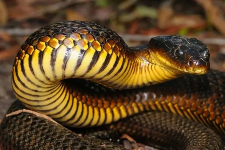 40 des serpents les plus 09