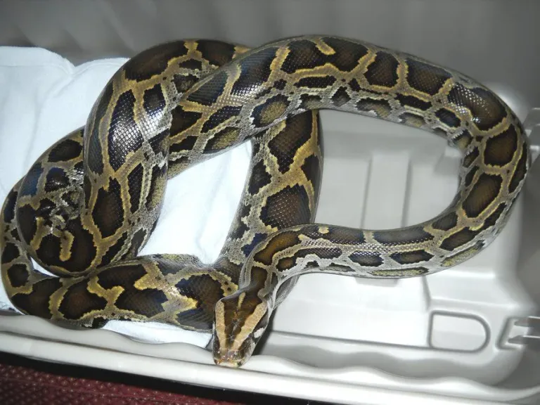 40 des serpents les plus 12