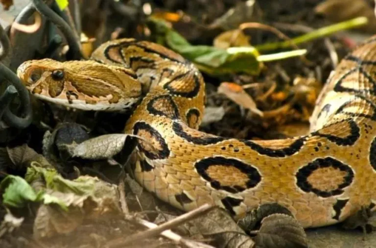 40 des serpents les plus 16