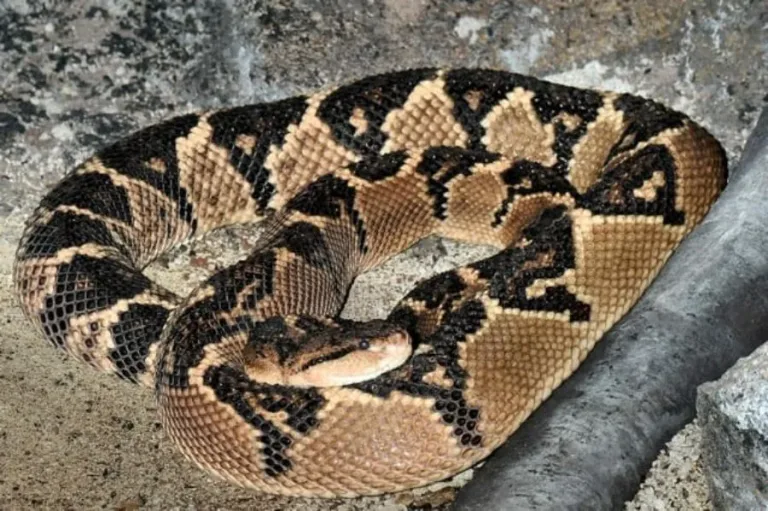 40 des serpents les plus 26