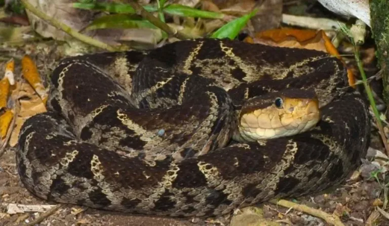 40 des serpents les plus 18