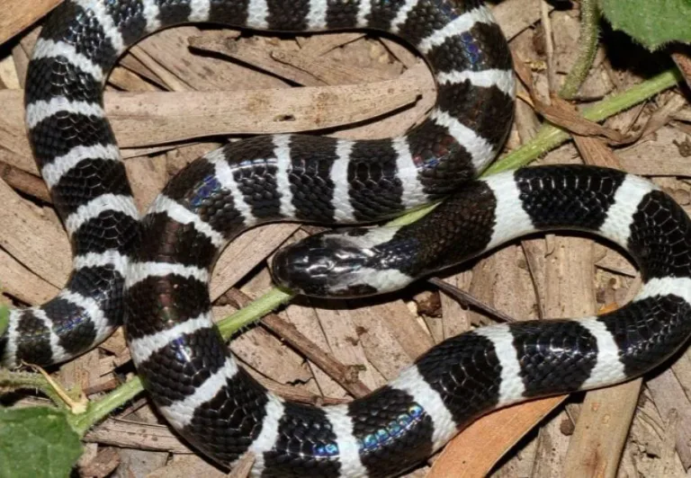 40 des serpents les plus 19