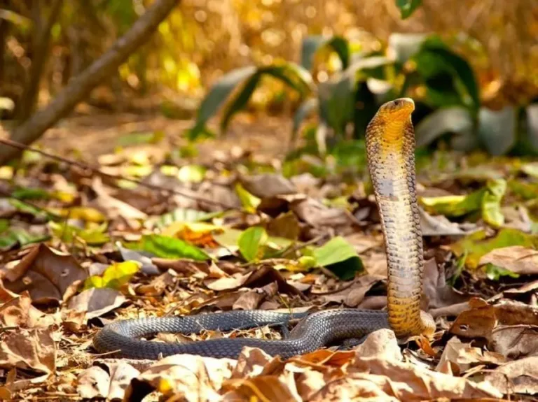 40 des serpents les plus 24