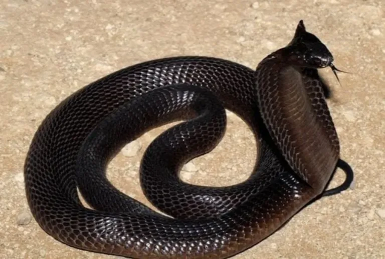 40 des serpents les plus 27