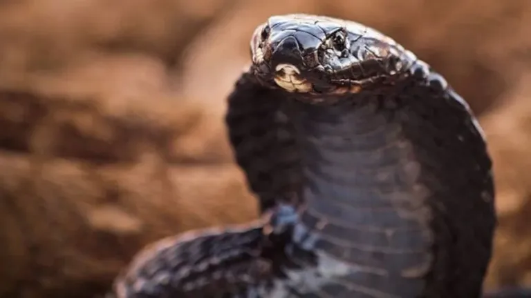 40 des serpents les plus 29