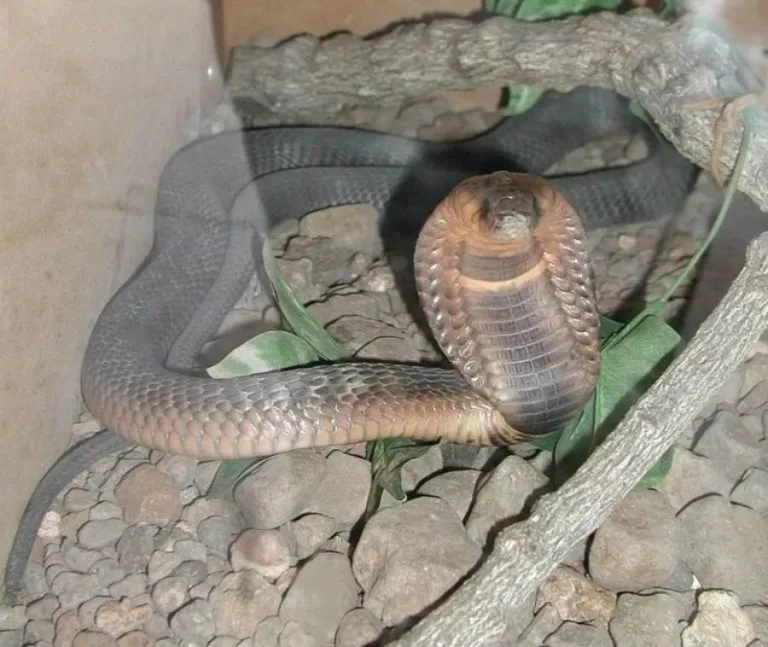 40 des serpents les plus 33