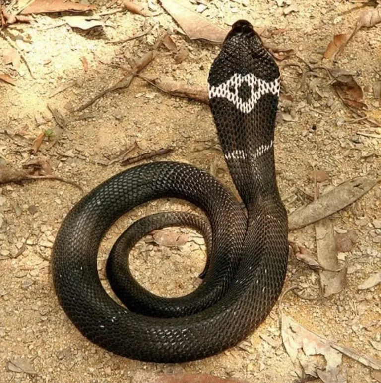 40 des serpents les plus 37