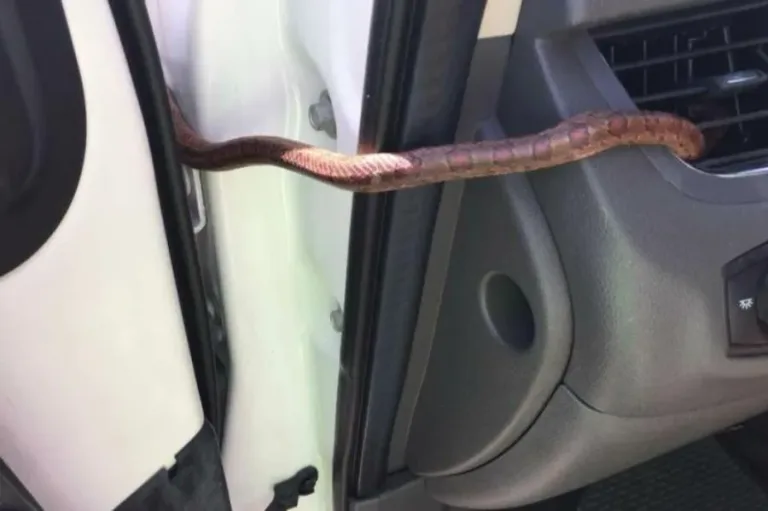40 des serpents les plus 44