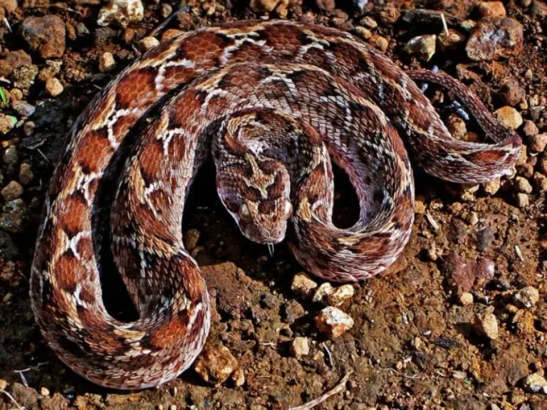 40 des serpents les plus 47