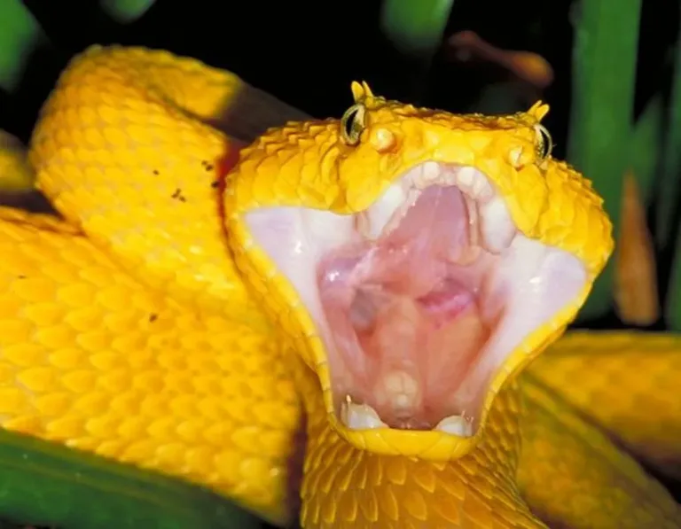 40 des serpents les plus 45