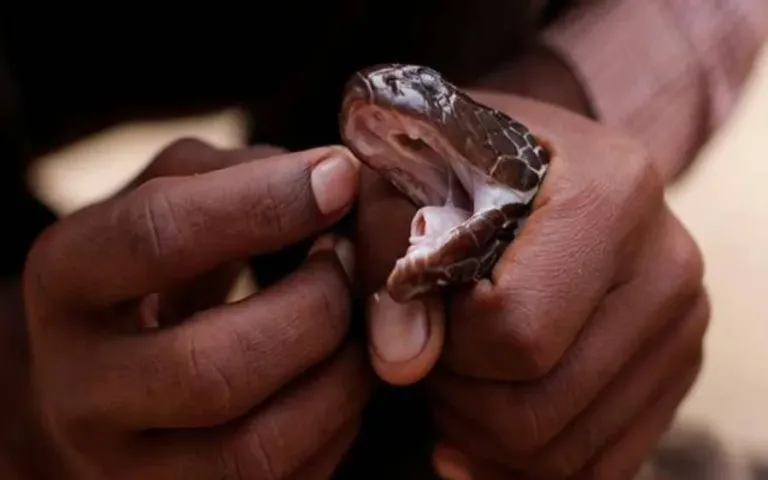 40 des serpents les plus 49