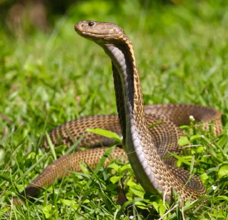 40 des serpents les plus 03