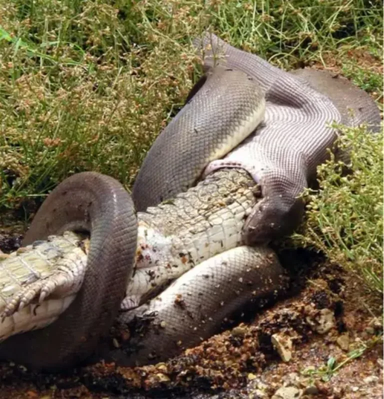 40 des serpents les plus 04
