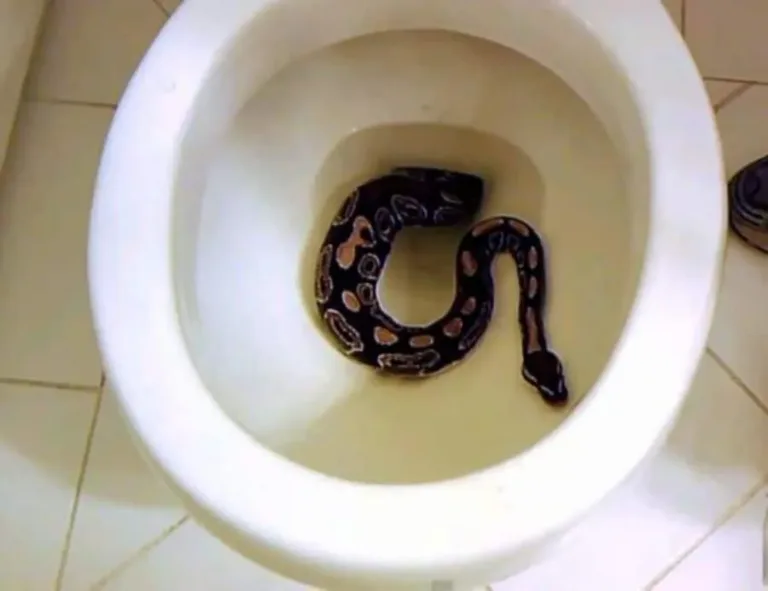 40 des serpents les plus 06