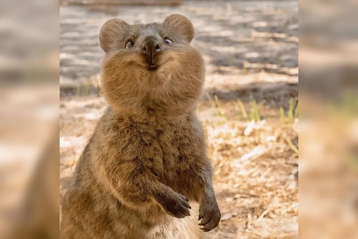 40 photos des animaux sauvages les plus mignons