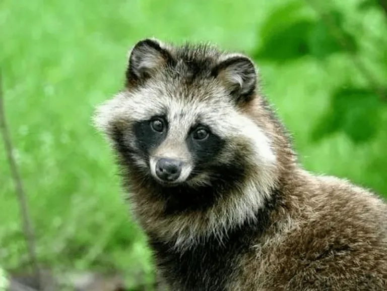 tanuki