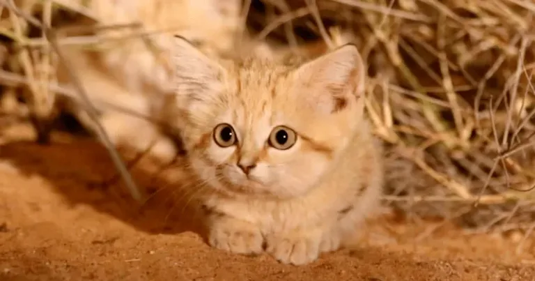 chat des sables