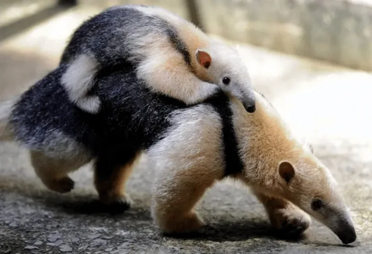 tamandua