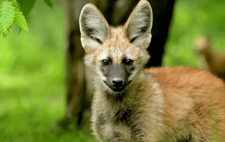 loup à crinière