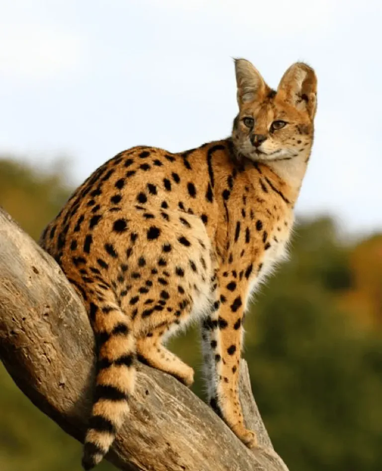 serval animal