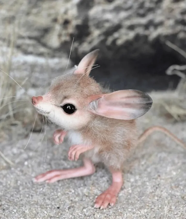 jerboas 
