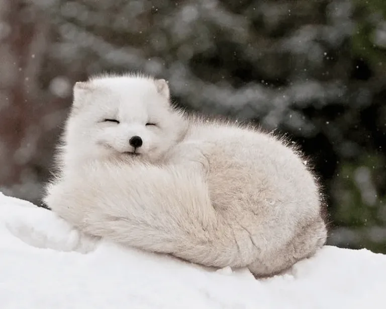 renard arctique