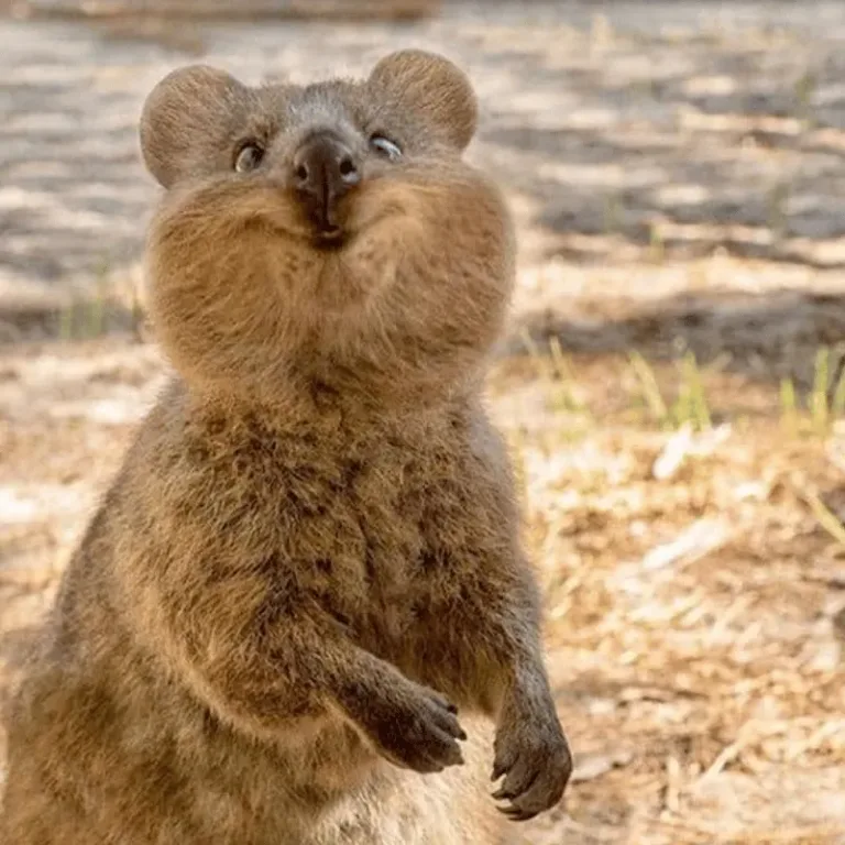 quokka