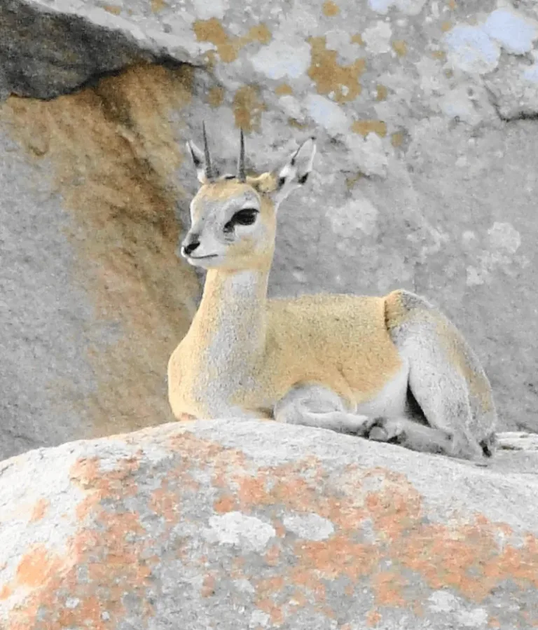 klipspringer