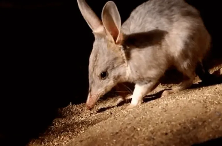 bilby