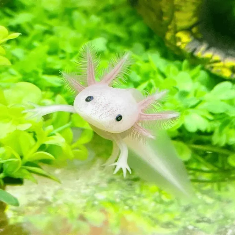 axolotl blanc