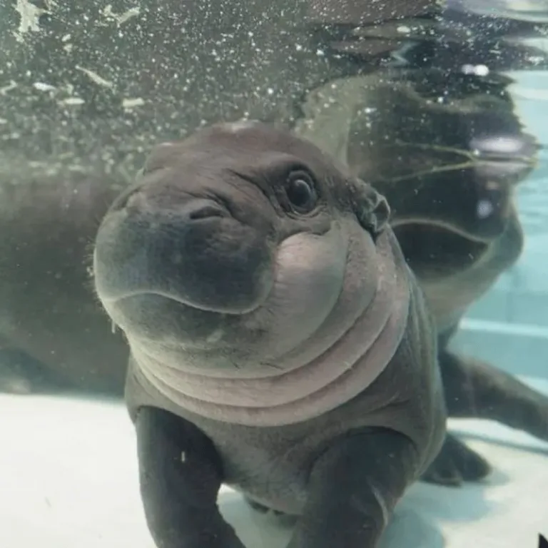 hippopotame nain