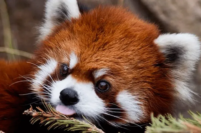 bebe panda roux