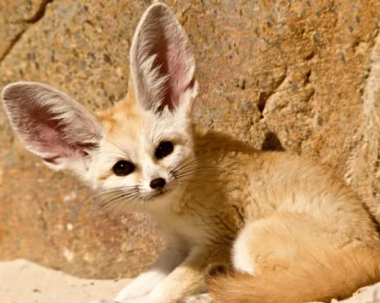 fennec du desert