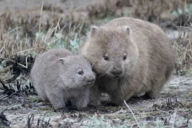wombats