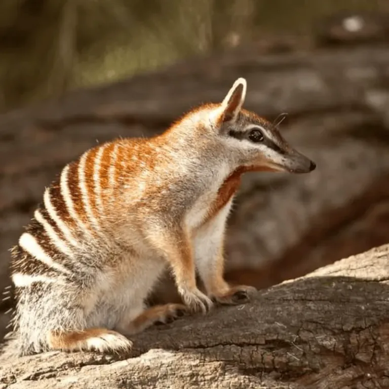 numbat