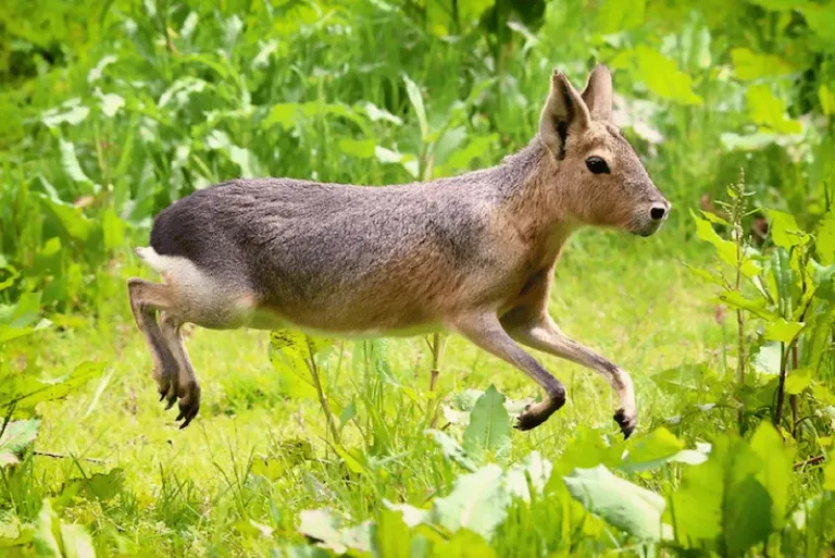 lièvre de Patagonie
