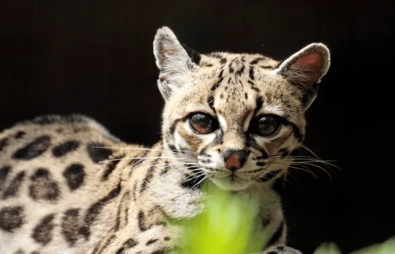 margay