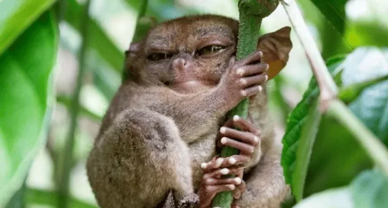 tarsier