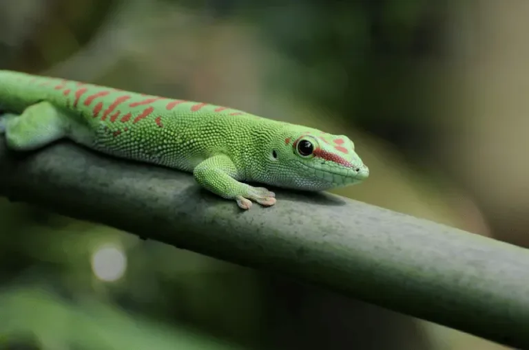 gecko diurne