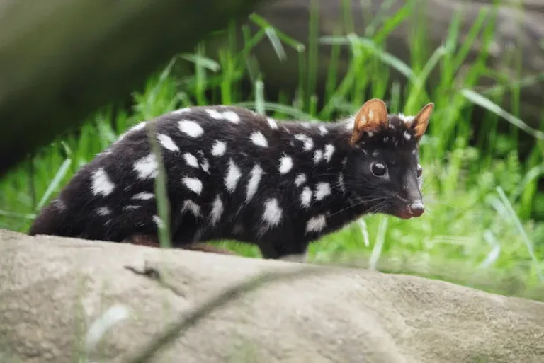 quoll