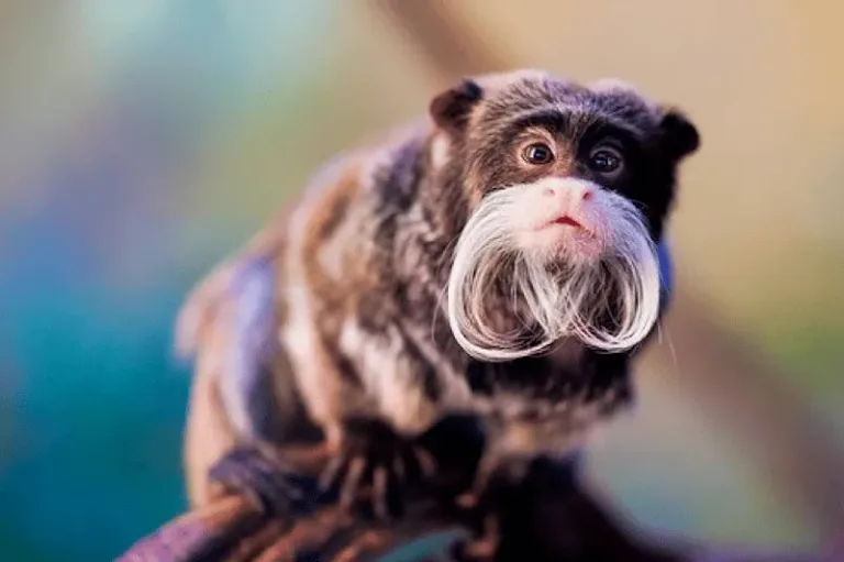 tamarin empereur